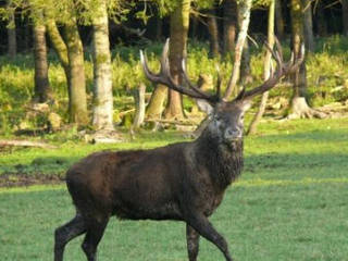 BergTierPark Blindham © BergTierPark Blindham