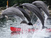 Visión general: Dolfinarium Harderwijk