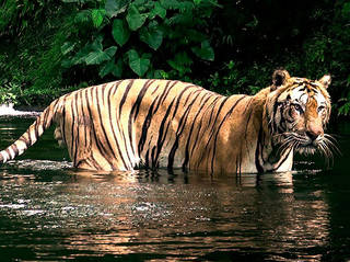 Taman Safari Pasuruan © Taman Safari Pasuruan